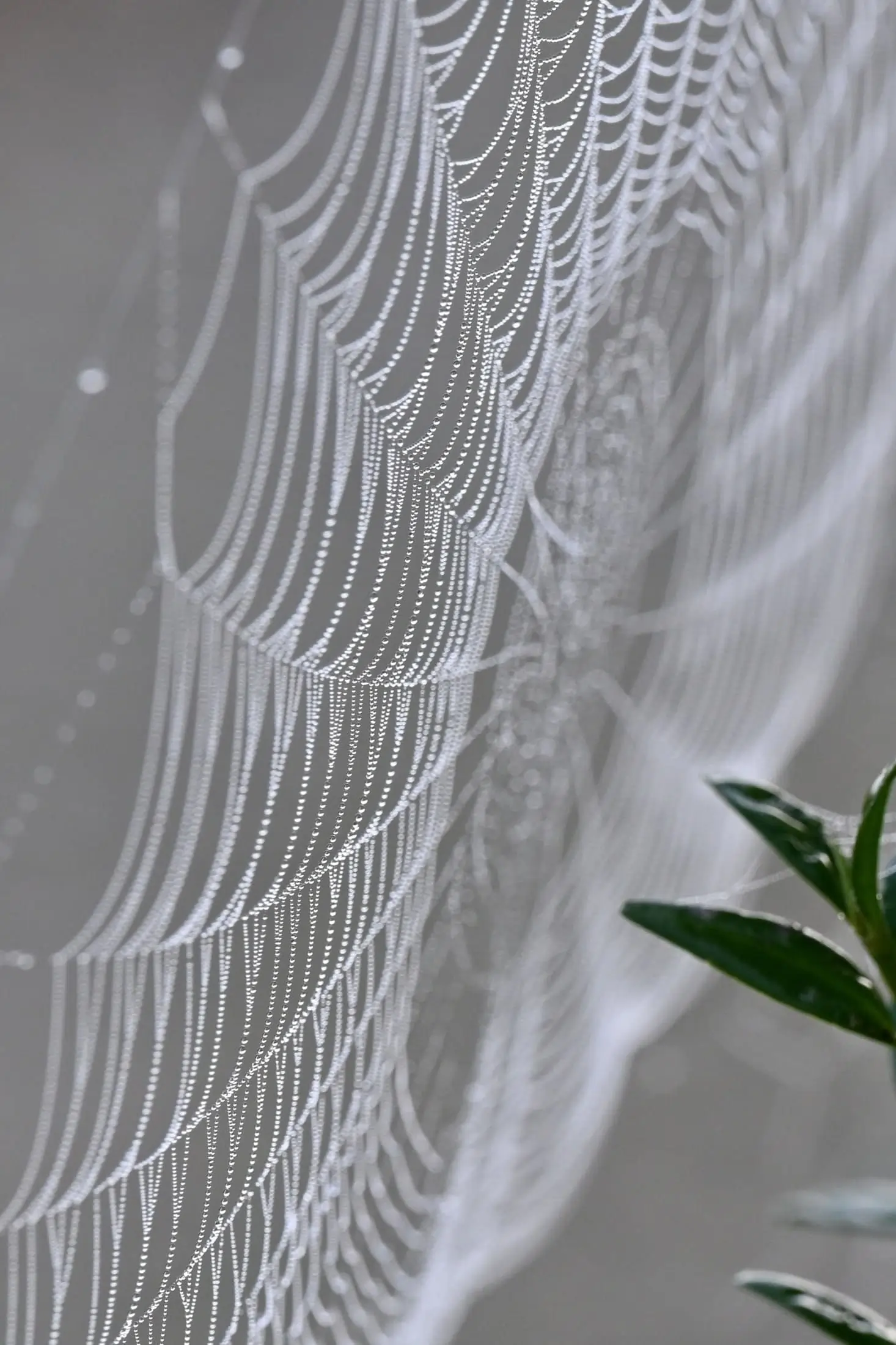 La Voie des Tissus Blancs